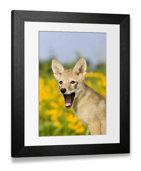 Framed Print : Coyote (Canis latrans) two-month old pup, yawning, close-up of head, U. S. A Framed Print : Coyote (Canis latrans) two-month old pup, yawning, close-up of head, U. S. A