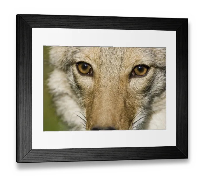 Framed Print : Coyote (Canis latrans) adult, close-up of face, U. S. A Framed Print : Coyote (Canis latrans) adult, close-up of face, U. S. A
