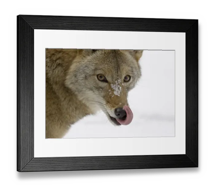 Framed Print : Coyote (Canis latrans) adult, close-up of head, licking nose in snow, U. S. A. winter Framed Print : Coyote (Canis latrans) adult, close-up of head, licking nose in snow, U. S. A. winter