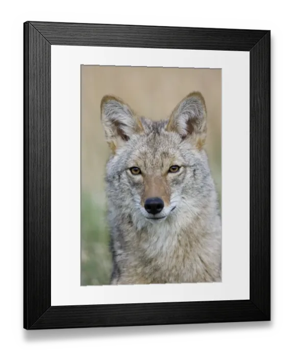 Framed Print : Coyote (Canis latrans) adult, close-up of head, U. S. A