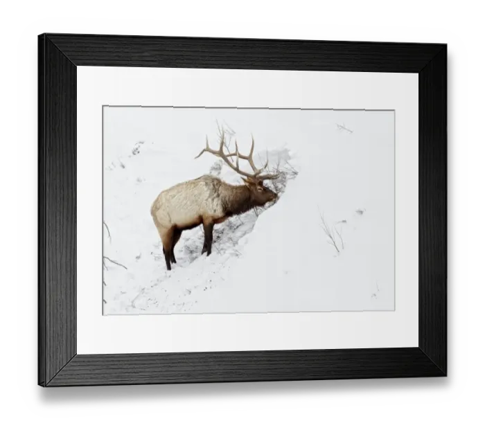 Framed Print : American Elk (Cervus canadensis) adult male, feeding in area cleared of snow, Yellowstone N. P. Wyoming, U. S. A. february Framed Print : American Elk (Cervus canadensis) adult male, feeding in area cleared of snow, Yellowstone N. P. Wyoming, U. S. A. february