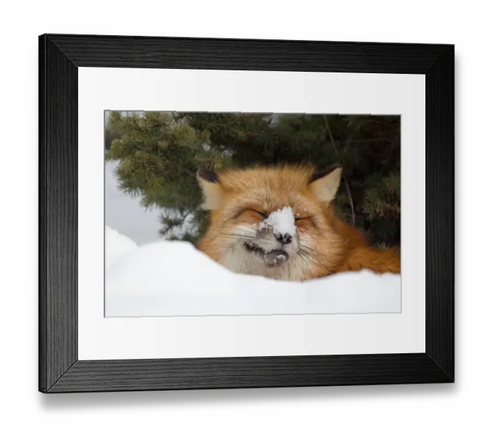 Framed Print : American Red Fox (Vulpes vulpes fulva) adult, with snow on nose, resting in snow, Montana, U. S. A, january (captive) Framed Print : American Red Fox (Vulpes vulpes fulva) adult, with snow on nose, resting in snow, Montana, U. S. A, january (captive)