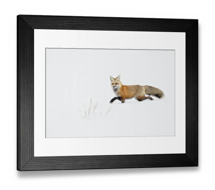 Framed Print : American Red Fox (Vulpes vulpes fulva) adult, walking on snow, Yellowstone N. P. Wyoming, U. S. A. february Framed Print : American Red Fox (Vulpes vulpes fulva) adult, walking on snow, Yellowstone N. P. Wyoming, U. S. A. february