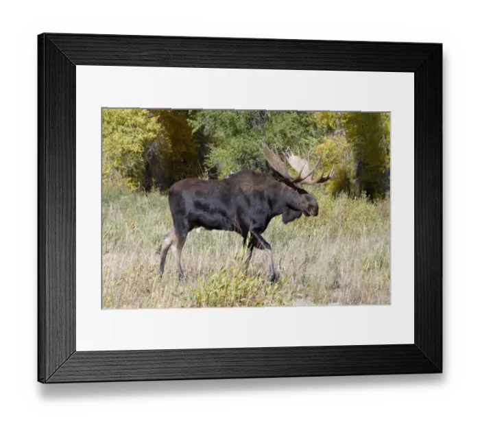 Framed Print : Moose (Alces alces) Male walk with Autumn / Fallcolour Grand Teton Nat Park USA Framed Print : Moose (Alces alces) Male walk with Autumn / Fallcolour Grand Teton Nat Park USA