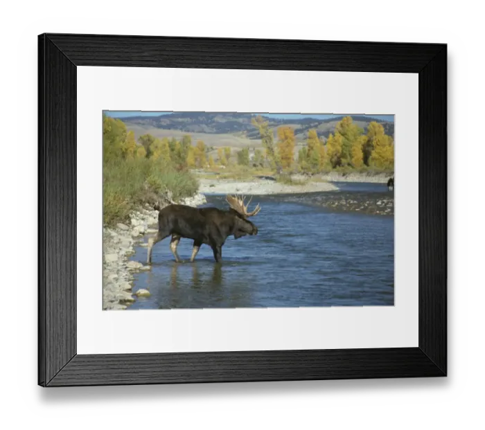 Framed Print : Moose (Alces alces) Bull crossing Gros Ventre River, Wyoming, USA Framed Print : Moose (Alces alces) Bull crossing Gros Ventre River, Wyoming, USA