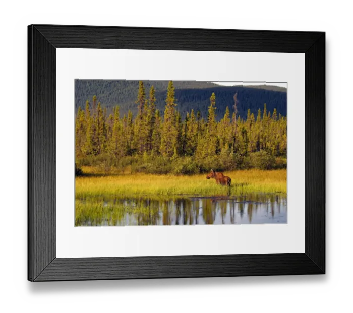 Framed Print : American Moose (Alces alces americana) adult female, standing in pond beside coniferous forest habitat, Alaska, U. S. A Framed Print : American Moose (Alces alces americana) adult female, standing in pond beside coniferous forest habitat, Alaska, U. S. A