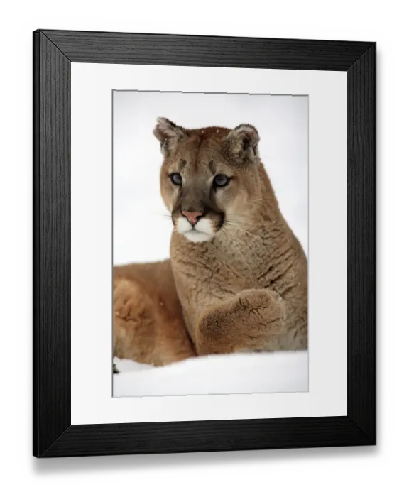 Framed Print : Puma (Felis concolor) adult, close-up of head and front paw, resting in snow, Montana, U. S. A. winter (captive) Framed Print : Puma (Felis concolor) adult, close-up of head and front paw, resting in snow, Montana, U. S. A. winter (captive)