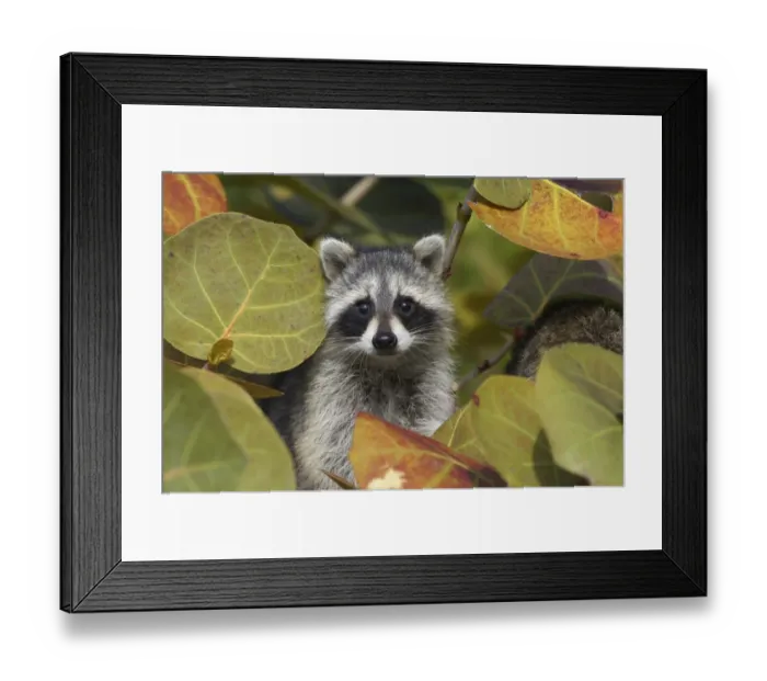 Framed Print : Common Raccoon (Procyon lotor) adult, amongst leaves, Ding Darling N. W. R. Florida, U. S. A Framed Print : Common Raccoon (Procyon lotor) adult, amongst leaves, Ding Darling N. W. R. Florida, U. S. A