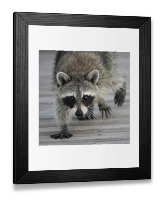 Framed Print : Common Raccoon (Procyon lotor) adult, walking on boardwalk in swamp, Florida, U. S. A Framed Print : Common Raccoon (Procyon lotor) adult, walking on boardwalk in swamp, Florida, U. S. A