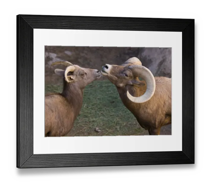 Framed Print : Desert Bighorn Sheep (Ovis canadensis nelsoni) adult male and female, close-up of heads, Arizona, U. S. A