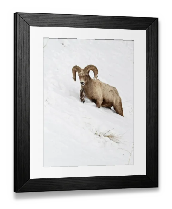 Framed Print : Bighorn Sheep (Ovis canadensis) adult male, walking on slope, struggling in deep snow, Yellowstone N. P. Wyoming, U. S. A