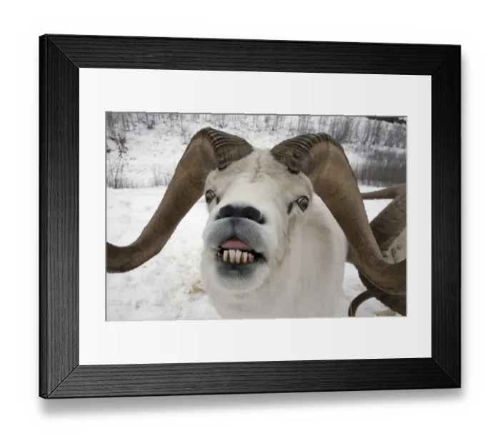 Framed Print : Dall Sheep (Ovis dalli) adult male, in flehmen, close-up of head, in snow, Yukon, Canada Framed Print : Dall Sheep (Ovis dalli) adult male, in flehmen, close-up of head, in snow, Yukon, Canada