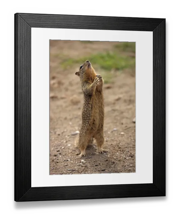 Framed Print : Californian Ground Squirrel (Spermophilus adult, begging for food, standing on hind legs, Monterey, California, U. S. A) Framed Print : Californian Ground Squirrel (Spermophilus adult, begging for food, standing on hind legs, Monterey, California, U. S. A)