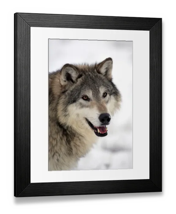 Framed Print : Grey Wolf (Canis lupus) adult, close-up of head, in snow, Montana, U. S. A. winter (captive) Framed Print : Grey Wolf (Canis lupus) adult, close-up of head, in snow, Montana, U. S. A. winter (captive)