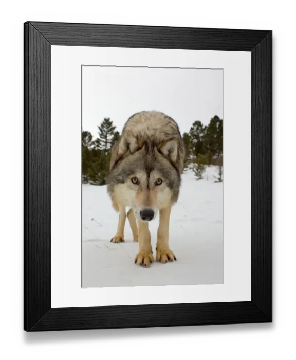 Framed Print : Grey Wolf (Canis lupus) adult, standing in snow, Montana, U. S. A. january (captive) Framed Print : Grey Wolf (Canis lupus) adult, standing in snow, Montana, U. S. A. january (captive)