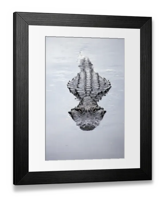 Framed Print : America Alligator (Alligator mississippiensis) adult swimming at water surface, Florida, U. S. A