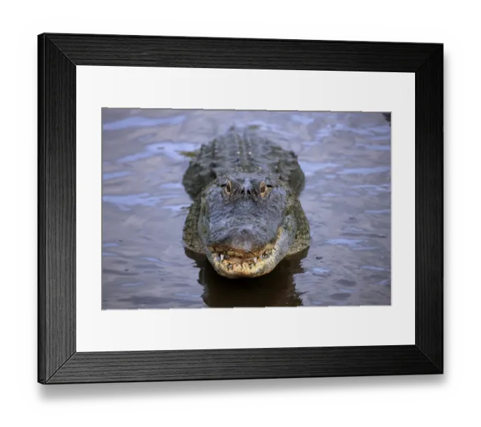 Framed Print : American Alligator (Alligator mississipiensis) adult, head raised out of water, Florida, U. S. A Framed Print : American Alligator (Alligator mississipiensis) adult, head raised out of water, Florida, U. S. A