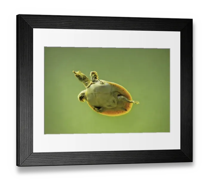 Framed Print : Spiny Softshell Turtle (Apalone spinifera) adult, swimming underwater, U. S. A Framed Print : Spiny Softshell Turtle (Apalone spinifera) adult, swimming underwater, U. S. A