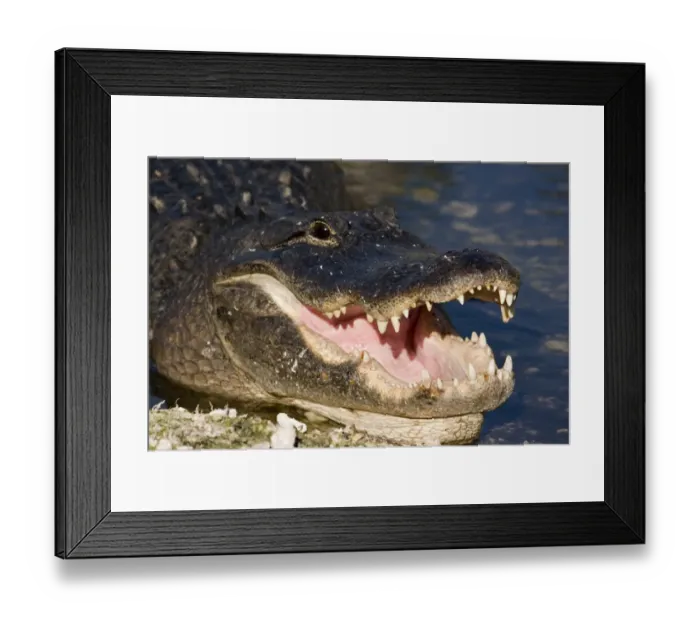 Framed Print : American Alligator; Alligator mississppiensis; showing mouth, teeth, and head Framed Print : American Alligator; Alligator mississppiensis; showing mouth, teeth, and head