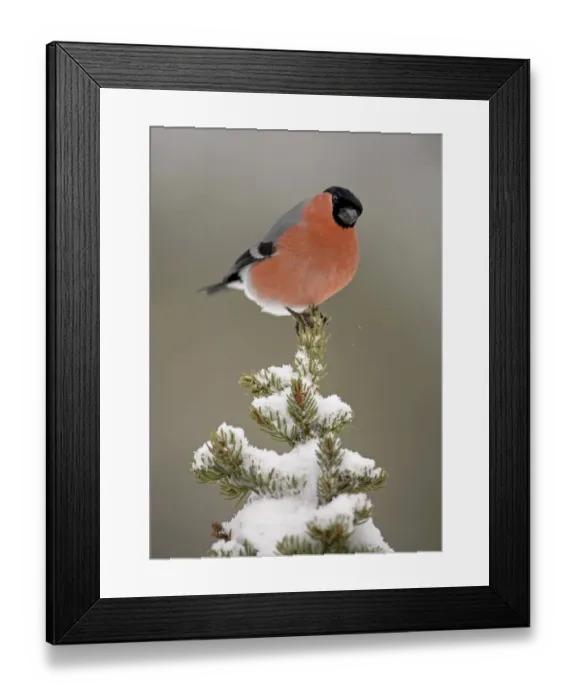 Framed Print : Bullfinch (Pyrrhula pyrrhula) adult male, perched on snow covered conifer, Norway Framed Print : Bullfinch (Pyrrhula pyrrhula) adult male, perched on snow covered conifer, Norway
