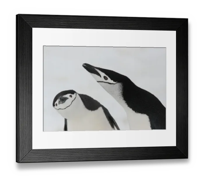 Framed Print : Chinstrap Penguin (Pygoscelis antarctica) adult pair, displaying, close-up of heads, Aitcho Island