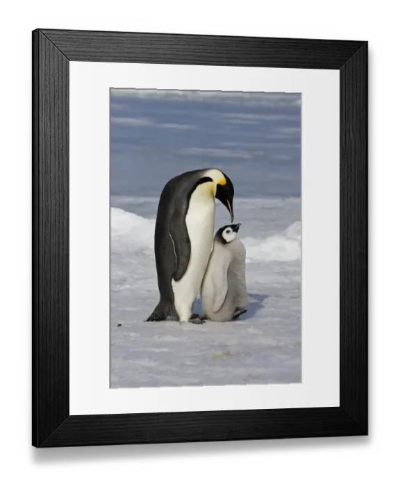 Framed Print : Emperor Penguin (Aptenodytes forsteri) adult and chick, Snow Hill Island, Antarctic Peninsula, Antarctica Framed Print : Emperor Penguin (Aptenodytes forsteri) adult and chick, Snow Hill Island, Antarctic Peninsula, Antarctica