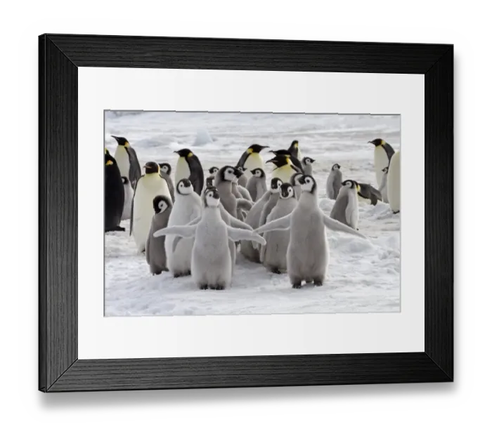 Framed Print : Emperor Penguin (Aptenodytes forsteri) chicks and adults, colony, Snow Hill Island, Antarctic Peninsula, Antarctica Framed Print : Emperor Penguin (Aptenodytes forsteri) chicks and adults, colony, Snow Hill Island, Antarctic Peninsula, Antarctica
