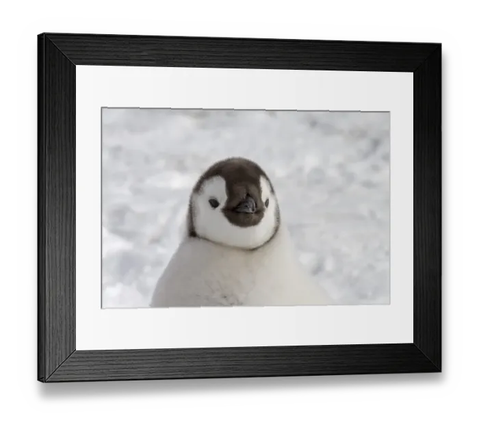 Framed Print : Emperor Penguin (Aptenodytes forsteri) chick, close-up of head, Snow Hill Island, Antarctic Peninsula, Antarctica