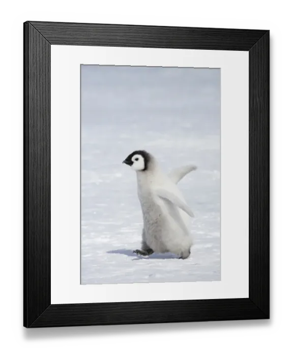 Framed Print : Emperor Penguin (Aptenodytes forsteri) chick, walking across ice, Snow Hill Island, Weddell Sea, Antarctica Framed Print : Emperor Penguin (Aptenodytes forsteri) chick, walking across ice, Snow Hill Island, Weddell Sea, Antarctica
