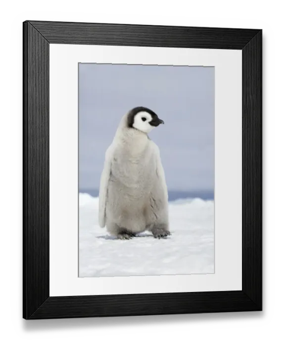 Framed Print : Emperor Penguin (Aptenodytes forsteri) chick, walking on sea ice, Snow Hill Island, Weddell Sea, Antarctica Framed Print : Emperor Penguin (Aptenodytes forsteri) chick, walking on sea ice, Snow Hill Island, Weddell Sea, Antarctica