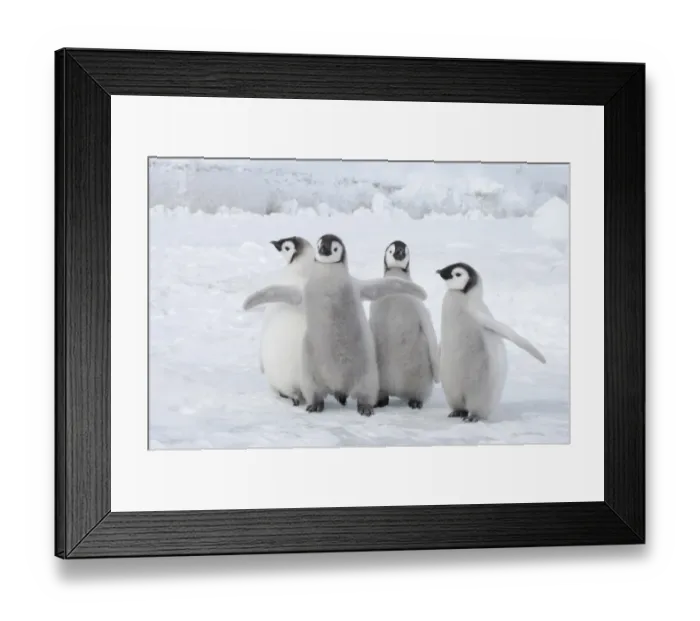 Framed Print : Emperor Penguin (Aptenodytes forsteri) four chicks, standing on ice, Snow Hill Island, Weddell Sea, Antarctica Framed Print : Emperor Penguin (Aptenodytes forsteri) four chicks, standing on ice, Snow Hill Island, Weddell Sea, Antarctica