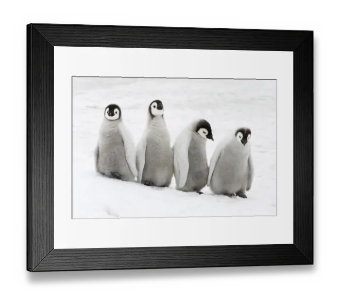 Framed Print : Emperor Penguin (Aptenodytes forsteri) four chicks, standing on ice, Snow Hill Island, Weddell Sea, Antarctica Framed Print : Emperor Penguin (Aptenodytes forsteri) four chicks, standing on ice, Snow Hill Island, Weddell Sea, Antarctica