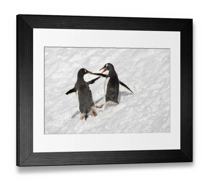 Framed Print : Gentoo Penguin (Pygoscelis papua) two adults, fighting in snow, South Georgia Framed Print : Gentoo Penguin (Pygoscelis papua) two adults, fighting in snow, South Georgia