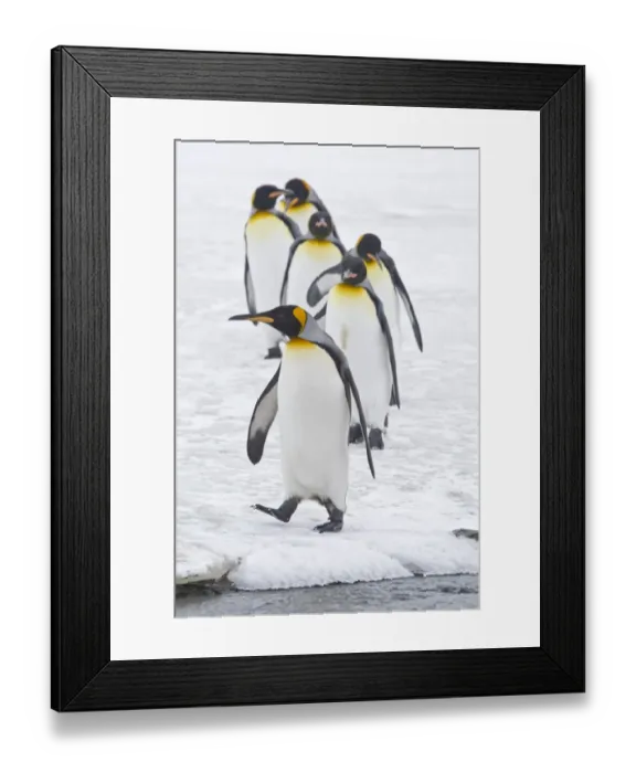 Framed Print : King Penguin (Aptenodytes patagonicus) six adults, on snow, walking in line towards stream, St. Andrews Bay, South Georgia Framed Print : King Penguin (Aptenodytes patagonicus) six adults, on snow, walking in line towards stream, St. Andrews Bay, South Georgia