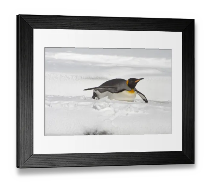 Framed Print : King Penguin (Aptenodytes patagonicus) adult, tobogganing, South Georgia Framed Print : King Penguin (Aptenodytes patagonicus) adult, tobogganing, South Georgia