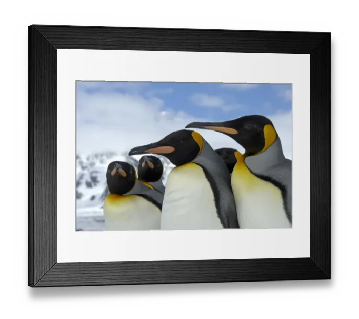 Framed Print : King Penguin (Aptenodytes patagonicus) adults, close-up of heads, St. Andrews Bay, South Georgia