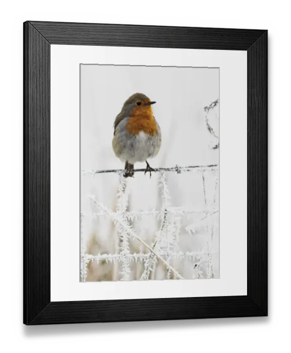 Framed Print : European Robin (Erithacus rubecula) adult, perched on frost covered wire fence, West Midlands, England, december Framed Print : European Robin (Erithacus rubecula) adult, perched on frost covered wire fence, West Midlands, England, december