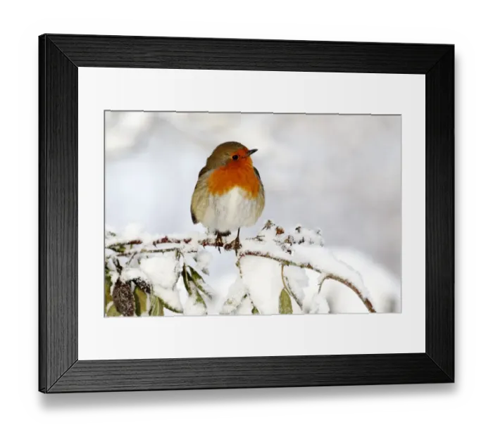 Framed Print : European Robin (Erithacus rubecula) adult, perched on snow covered stem, West Midlands, England, december Framed Print : European Robin (Erithacus rubecula) adult, perched on snow covered stem, West Midlands, England, december