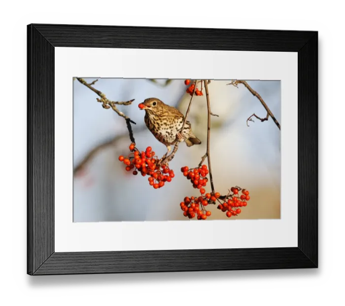 Framed Print : Song Thrush (Turdus philomelos) adult, feeding on rowan berries, West Midlands, England, december Framed Print : Song Thrush (Turdus philomelos) adult, feeding on rowan berries, West Midlands, England, december