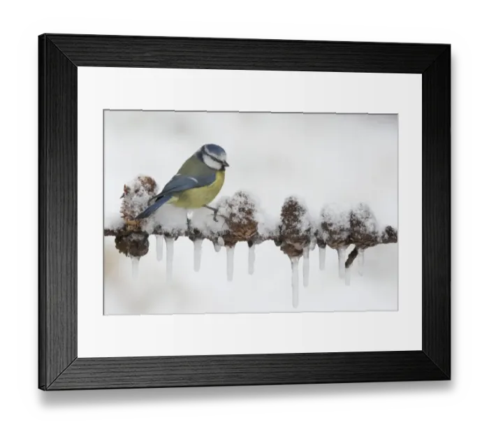 Framed Print : Blue Tit (Parus caeruleus) adult, perched on European Larch (Larix decidua) branch with snow and icicles, England, february Framed Print : Blue Tit (Parus caeruleus) adult, perched on European Larch (Larix decidua) branch with snow and icicles, England, february