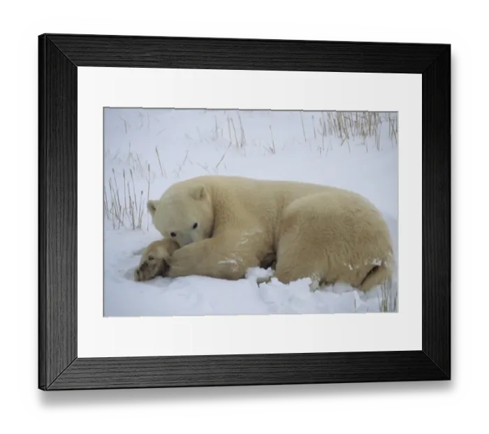 Framed Print : Polar Bear (Ursus maritimus) Resting - Hudson Bay, Churchill, Canada Framed Print : Polar Bear (Ursus maritimus) Resting - Hudson Bay, Churchill, Canada