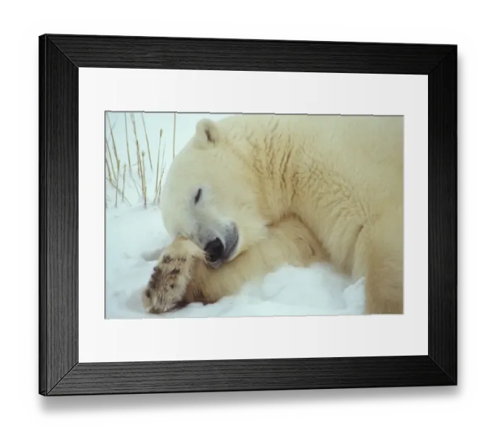 Framed Print : Polar Bear (Ursus maritimus) Sleeping with head resting on leg / Hudson Bay, Churchill Framed Print : Polar Bear (Ursus maritimus) Sleeping with head resting on leg / Hudson Bay, Churchill