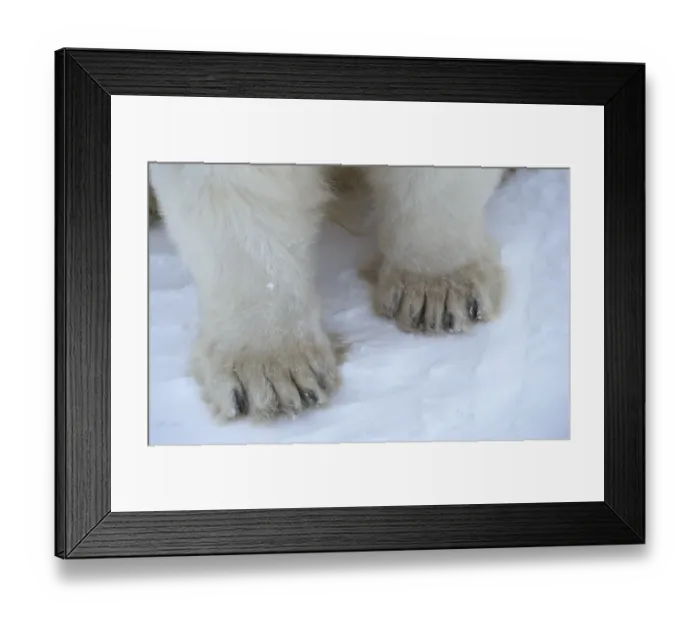 Framed Print : Polar Bear (Ursus maritimus) adult, close-up of paws, Canada Framed Print : Polar Bear (Ursus maritimus) adult, close-up of paws, Canada