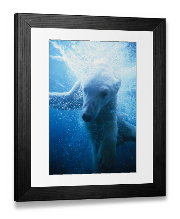 Framed Print : Polar Bear (Ursus maritimus) Underwater