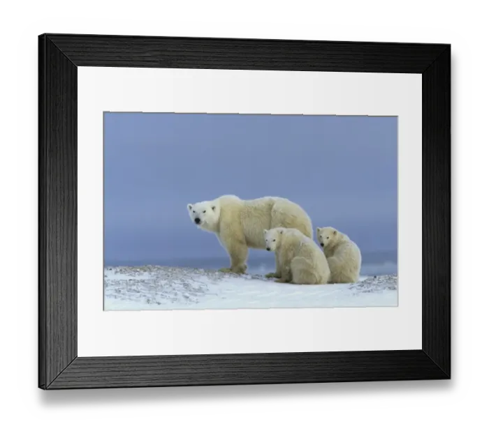 Framed Print : Polar Bear (Thalarctos maritimus) Mother standing - two cubs sitting Framed Print : Polar Bear (Thalarctos maritimus) Mother standing - two cubs sitting
