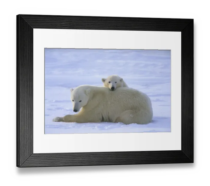 Framed Print : Polar Bear (Thalarctos maritimus) Mother resting - cub peering over her back Framed Print : Polar Bear (Thalarctos maritimus) Mother resting - cub peering over her back