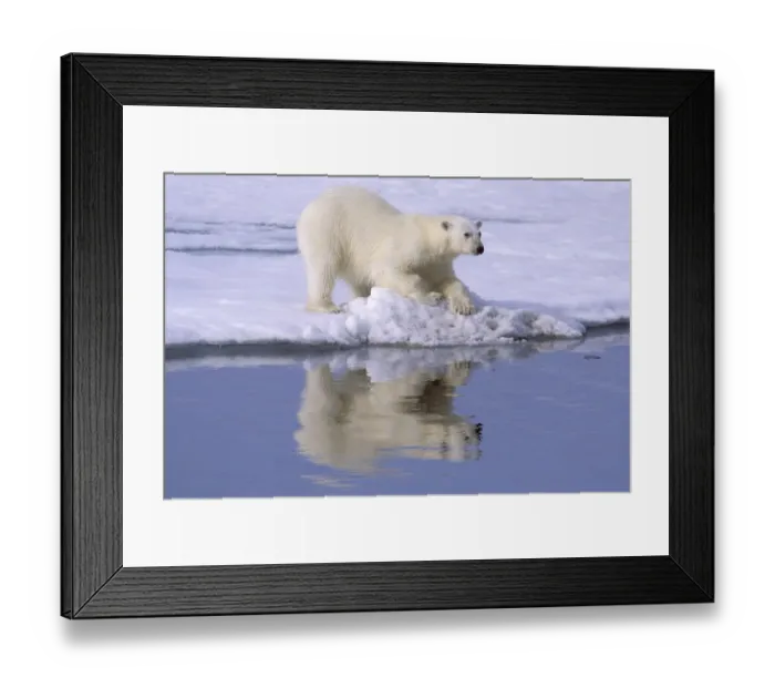 Framed Print : Polar Bear (Thalarctos maritimus) At edge of ice flow - Spitzbergen, Svalbard - Summer Framed Print : Polar Bear (Thalarctos maritimus) At edge of ice flow - Spitzbergen, Svalbard - Summer