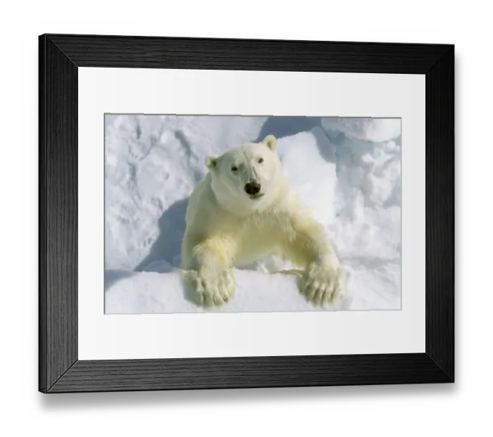Framed Print : Polar Bear (Thalarctos maritimus) Adult - Spitzbergen, Svalbard Framed Print : Polar Bear (Thalarctos maritimus) Adult - Spitzbergen, Svalbard