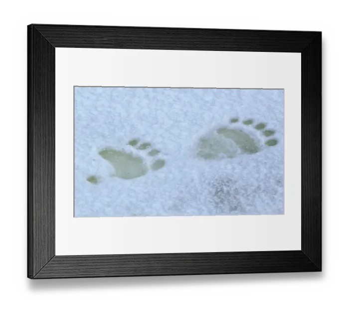 Framed Print : Polar Bear (Thalarctos maritimus) Tracks - Footprints in snow - Churchill, Manitoba, Canada Framed Print : Polar Bear (Thalarctos maritimus) Tracks - Footprints in snow - Churchill, Manitoba, Canada