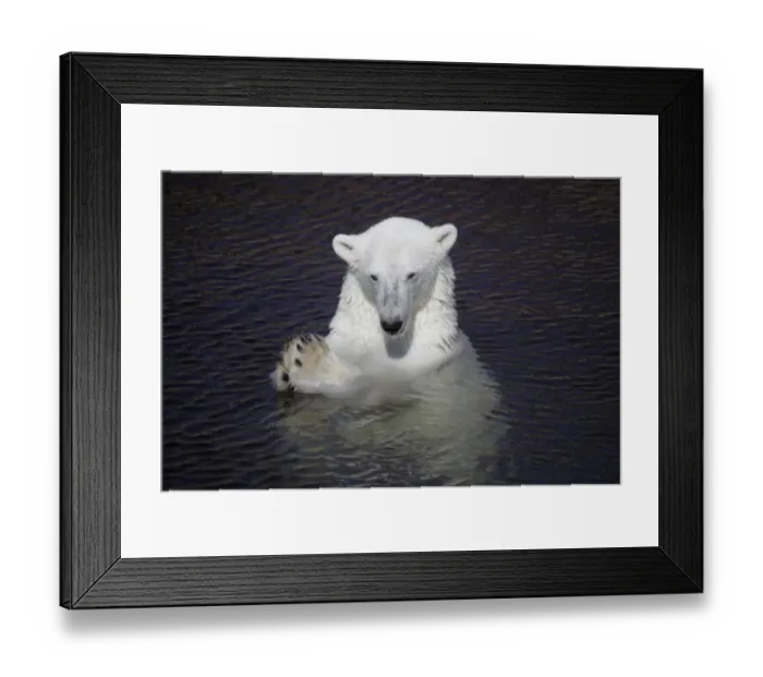 Framed Print : Polar Bear (Ursus maritimus) adult, in water, with paws held together, Ranua Zoo